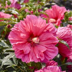Hibiscus Watermelon Ruffles PPAF
